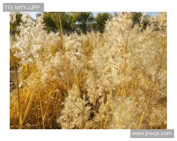 吴磊专访：畅谈滑板之路与成长经历的点滴回忆实时数据
